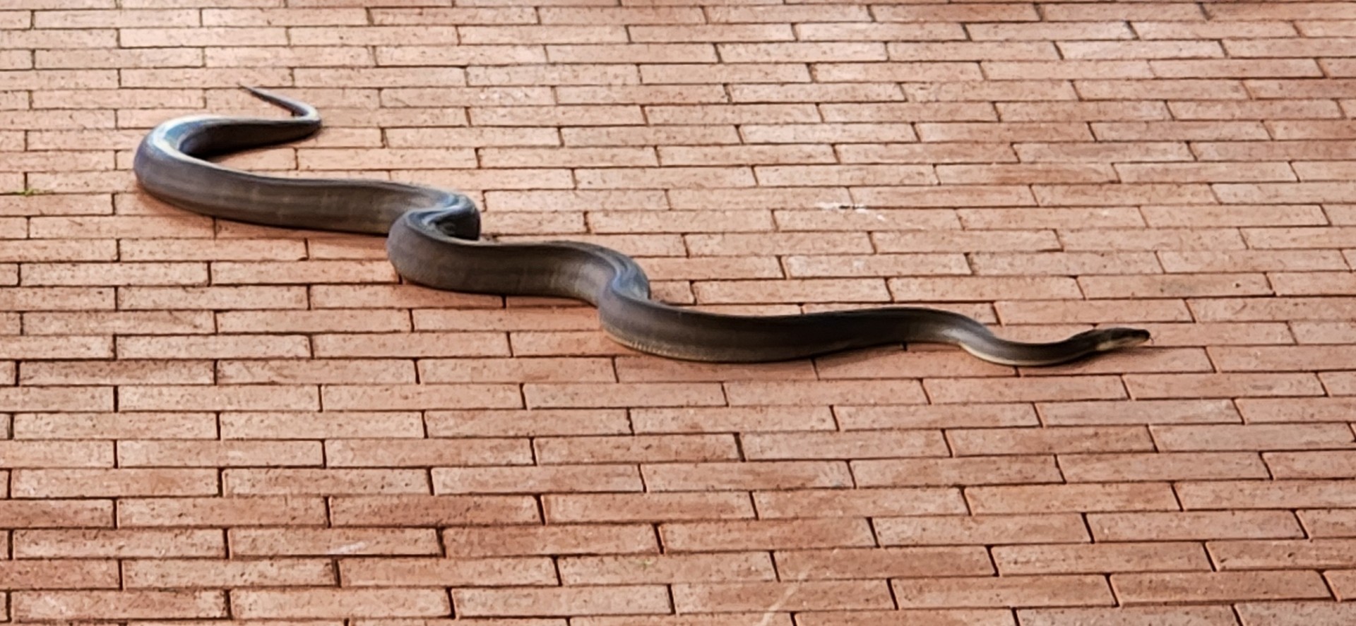 /uploaded_files/media/gallery/1758609943snake2.jpg